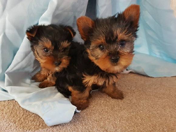 Filhotes de cachorro Yorkie pequeno puro-sangue