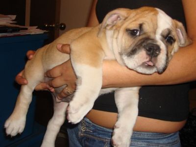 bebê Inglês bulldogs cachorros para ir adoção.