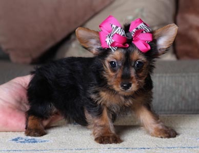 >>>>adorable chá xícara yorkie cachorros para adoção