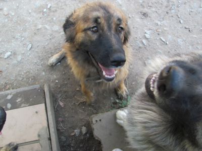 Cadela Serra da Estrela, 1 ,5 anos com LOP, microship, vacinas, esterilizada para adopcao 