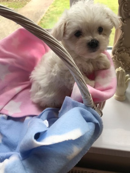 Bela Beautifull masculino e feminino Disponível