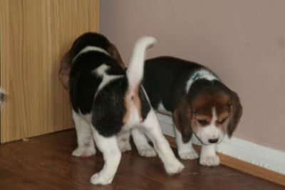 Dois filhotes de cachorro Beagle femininos