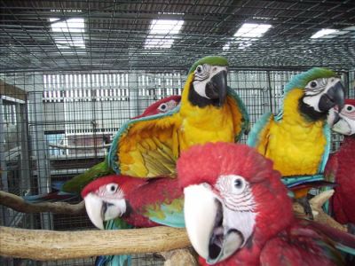 Excelente pássaros arara para venda