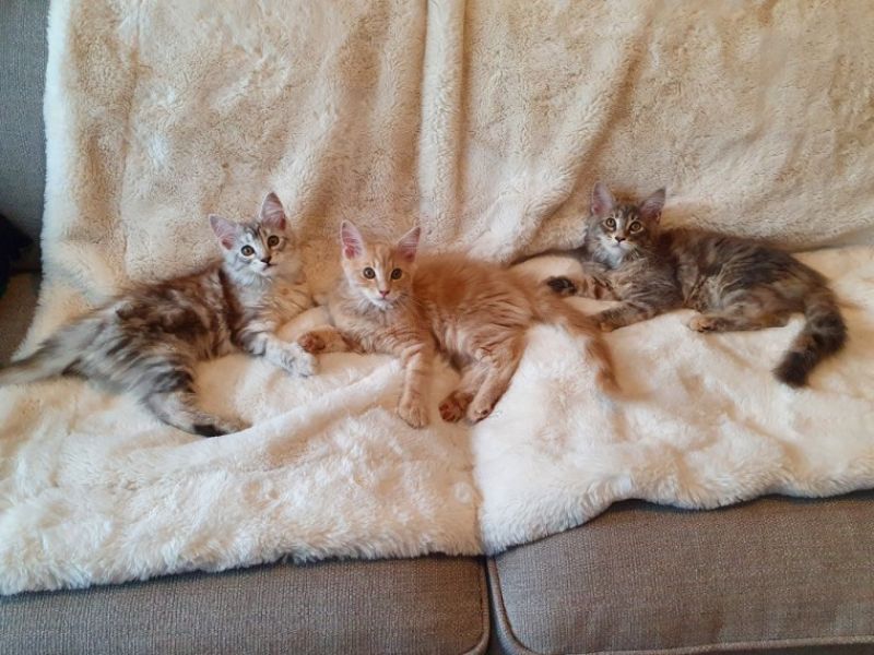 Gatinhos maine coon super charmosos prontos