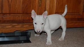 Top qualidade terrier miniatura filhotes de Bull