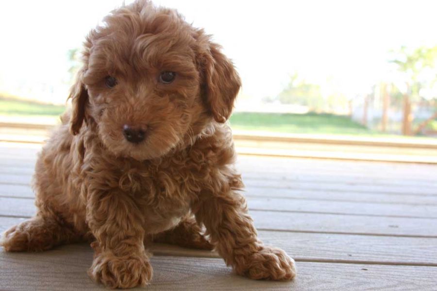 Filhotes de cachorro Labrador retriver 