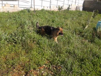 labradores entrega imediata -- exelentes 