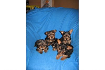 Yorkshire filhotes para adoção