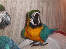 bonito e se divertir arara azul e ouro