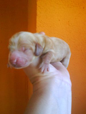 COCKERS SPANIEL INGLÊS