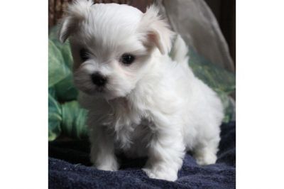 Adoráveis ​​filhotes de cachorro maltês