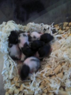 Hamsters Russos e Sírios (Pandas)