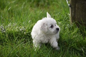 Lindos filhotes de bichon frise branco puro