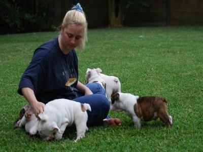 Bebês Bulldog-Inglês disponíveis