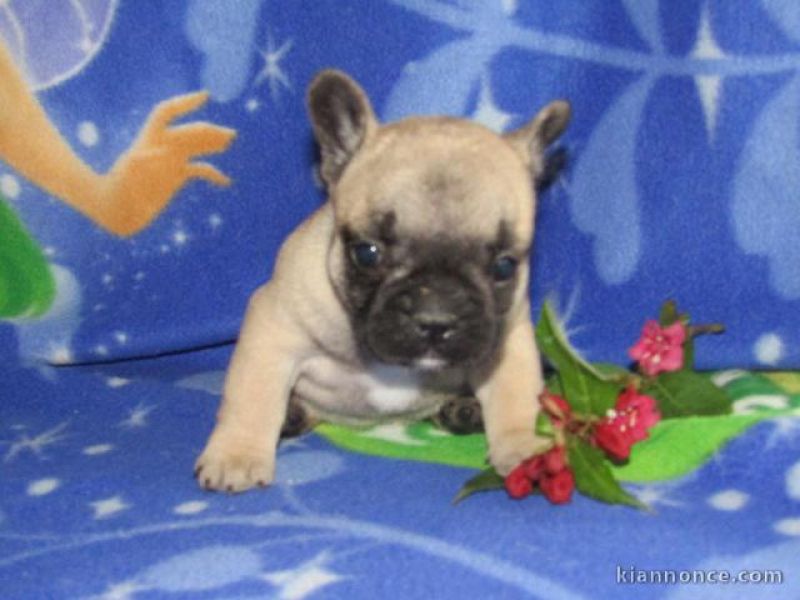 Lindos filhotes de Bulldog Francês LOF