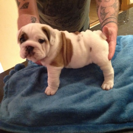 Cachorros e cachorros ingleses do buldogue venda