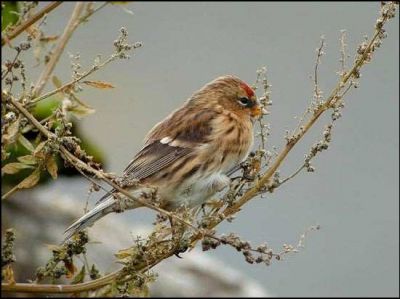 Vendo Casal Pintarroxo Queixo Preto (Carduelis flammea cabaret)