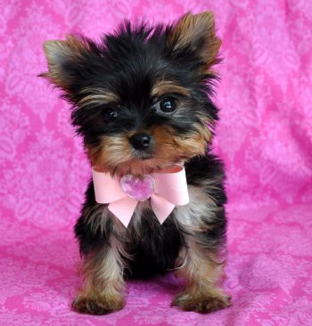 adorable  chá xícara yorkie cachorros para adoção