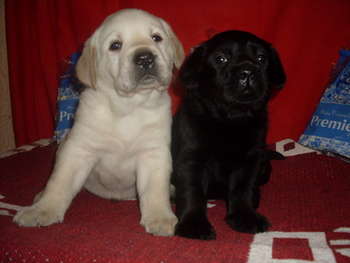 LABRADORES COM PEDIGGRE 