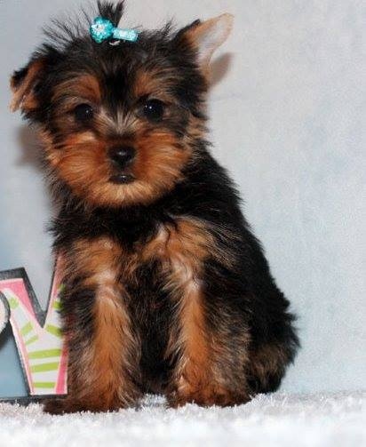 Filhotes de Yorkshire Terrier