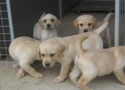 PRESENTE DE FILHOTES DE LABRADOR RETRIVER FAB