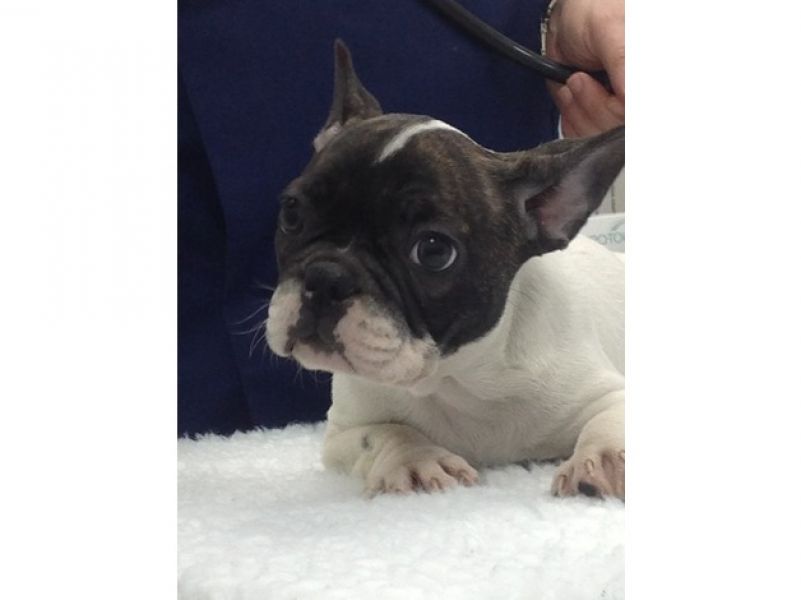 Filhotes Bulldog Francês Saudáveis de Qualidade