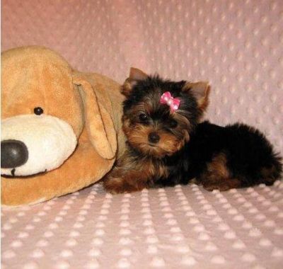 Lindo filhotes Teacup Masculino e Feminino Yorkie para adopção!