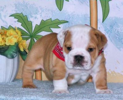 BONITO MACHO E FÊMEA buldogue inglês, FILHOTES