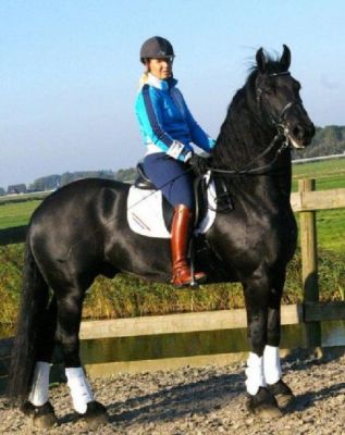 Excelente, adestramento, saltos fuga, e frisão prazer