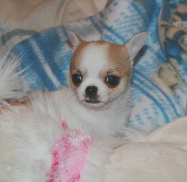 Cachorrinho Chihuahua para realojamento