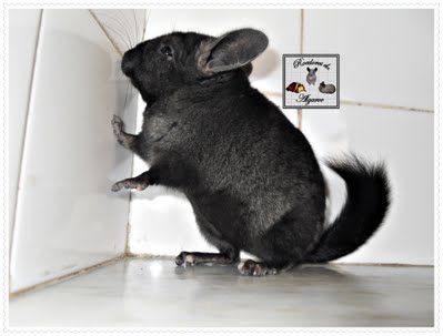 Chinchilas e Porquinhos da India