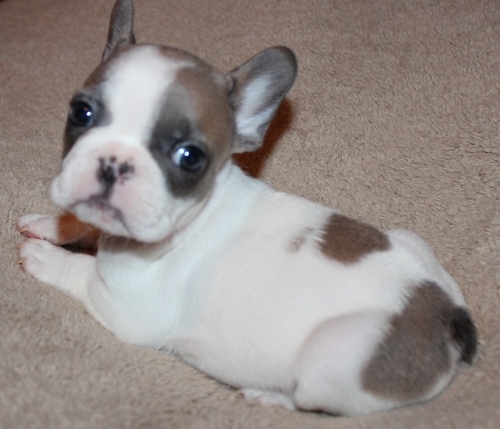 Homem doce e feminino filhotes buldogue francês