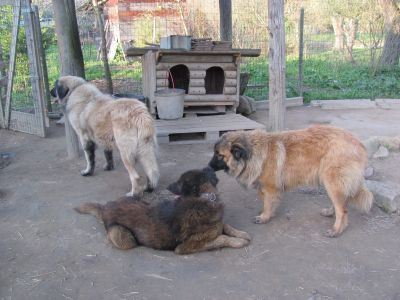 Cadela Serra da Estrela, 1 ,5 anos com LOP, microship, vacinas, esterilizada para adopcao 