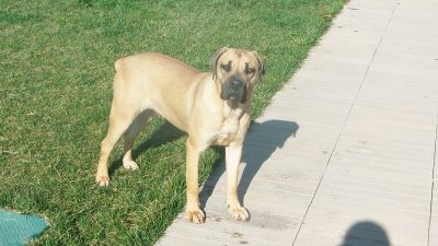 Boerboel