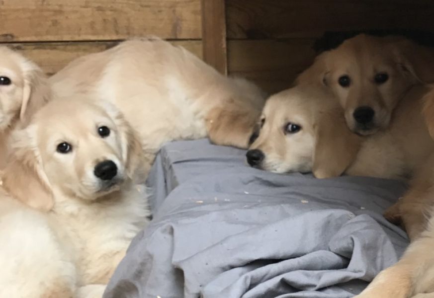 Filhotes de Golden Retriver machos e fêmeas
