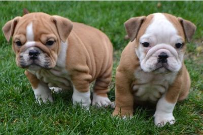 Bulldog Inglês filhotes para adoção