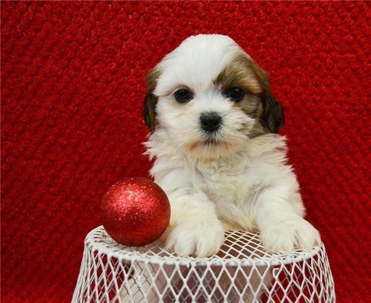 Filhotes de lhasa apso