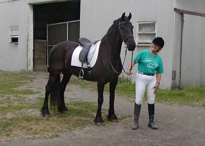 Um bonito friesian cavalo Mare