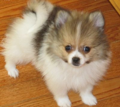 Filhotes chow chow prontos um lar amoroso