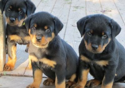 Filhotes de Rottweiler macho e fêmea