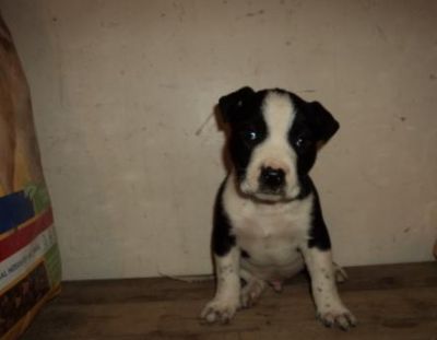 mão bem levantada adorável Bull Terrier American Pit disponíveis.