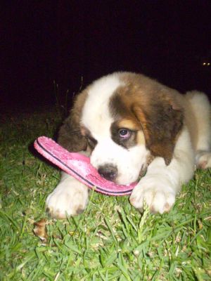 Fêmea são bernardo 