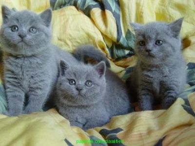 Britânico Cabelo Curto Gatinhos Para Novas Casas