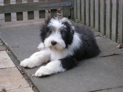 Bearded Collie filhotes