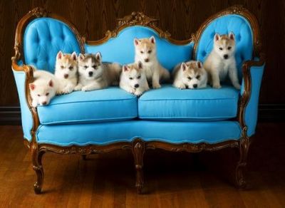 Lindos filhotes de husky siberiano de aderir a um Famílias Novas