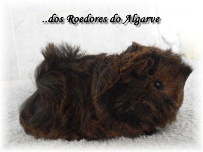 Chinchilas e Porquinhos da India