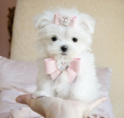 Maltês cachorros para adoção