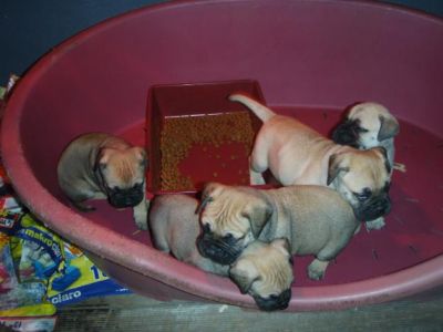 Filhotes BullMastiff.