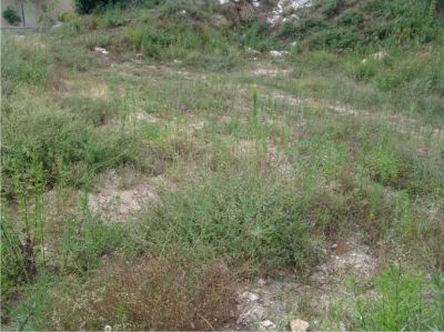 Lote de terreno em Serzedelo