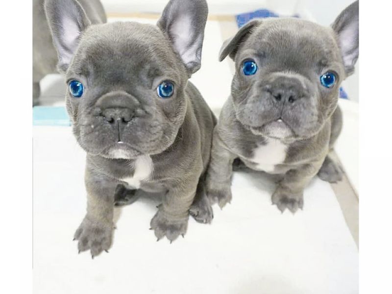 Filhotes de buldogues franceses de qualidade